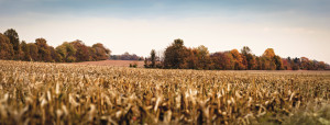 Autumn panoramic of harvested corn fields and colorful treelines on a farm.