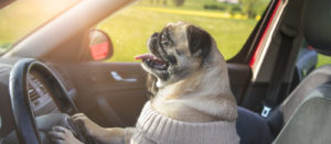pug driving a car