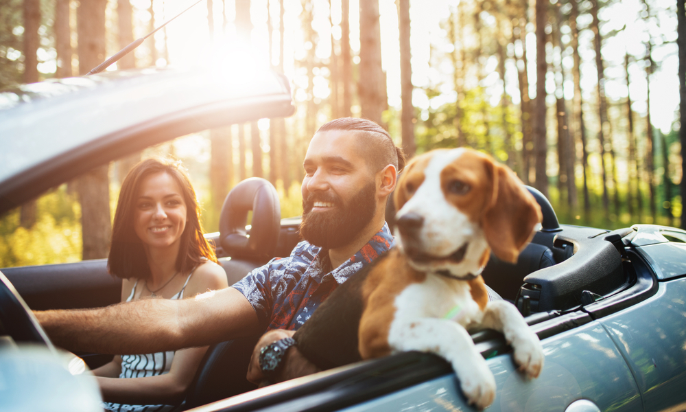 dog with people in vehicle