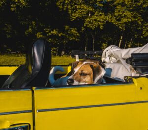 Nicholas Byrne D3au0C5Przs Unsplash (1)